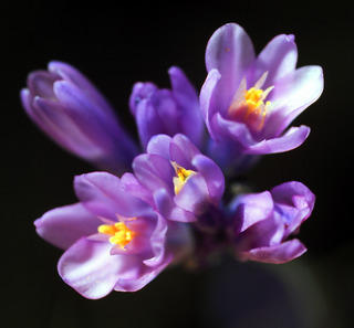 Michelle's Flowers: Robina