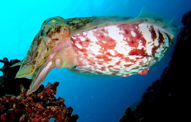 Blue Dive: Port Douglas