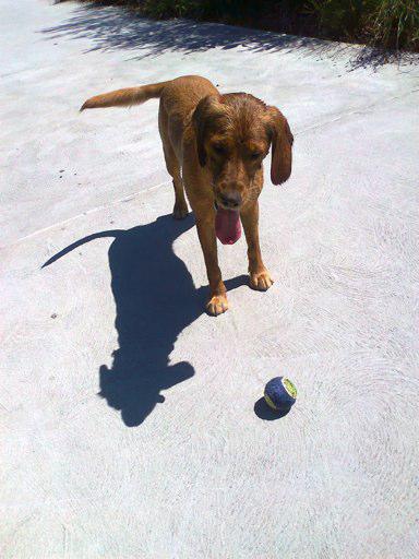 Rod and Kate's Dog Walking