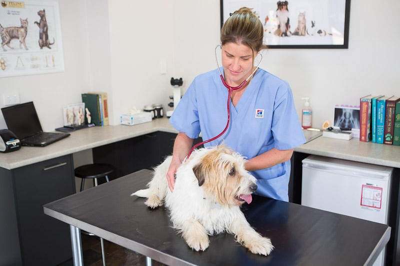 Hills Family Pet Vet