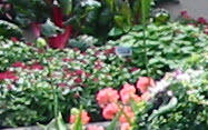 Gold Coast Lawn Mowing and Gardening