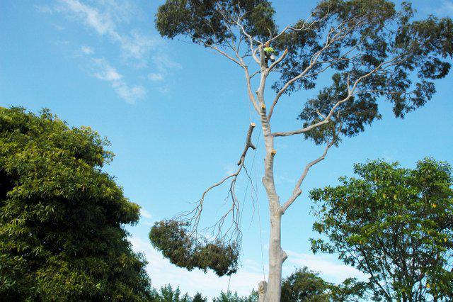 Global Tree Works
