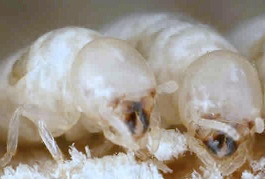 Green Termite & Pest Control