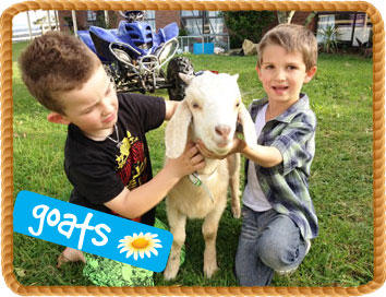 Aussie Farm Animals