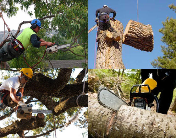 Evolution Tree Surgery: St Albans