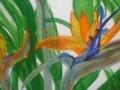 DJO Designs Gallery