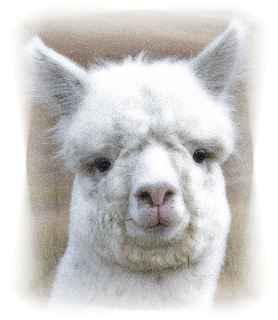 Oak Grove Alpacas