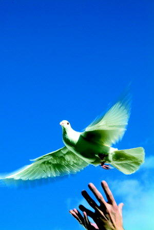 Cassars Limousine and White Dove Release