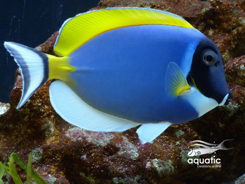 Aquatic Creations Online