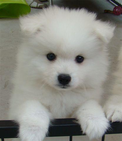 Mount Lawley Pets and Puppies