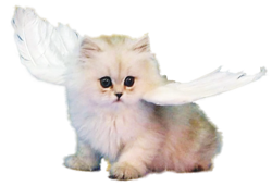 Pets Eternal