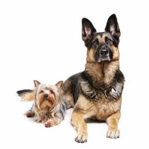 Urban Dog Training