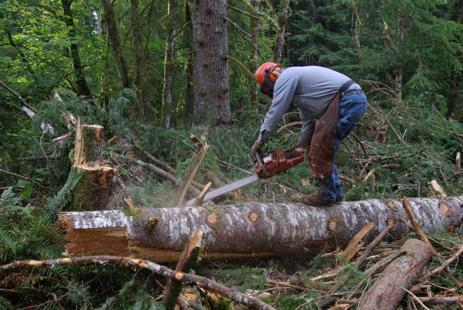 Sunshine Coast Tree Lopping