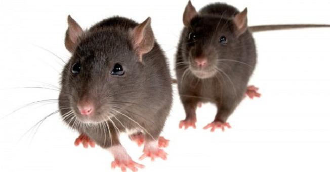 Rat Control Brisbane