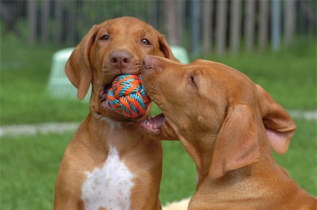 Holistic Paws = Waggy Tails