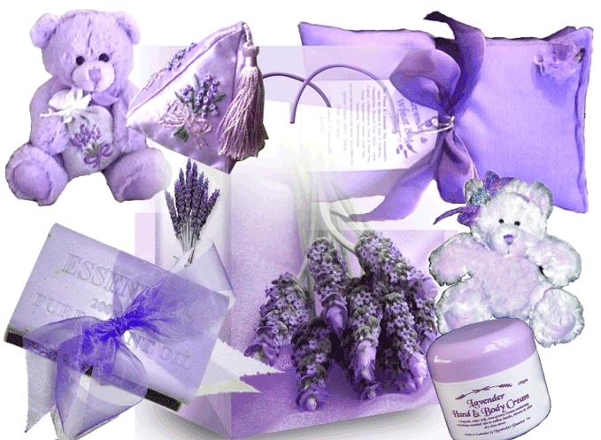 Lavender Passion