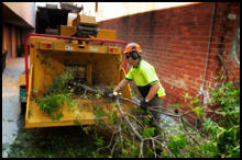 Jim's Tree and Stump Removal: Willetton