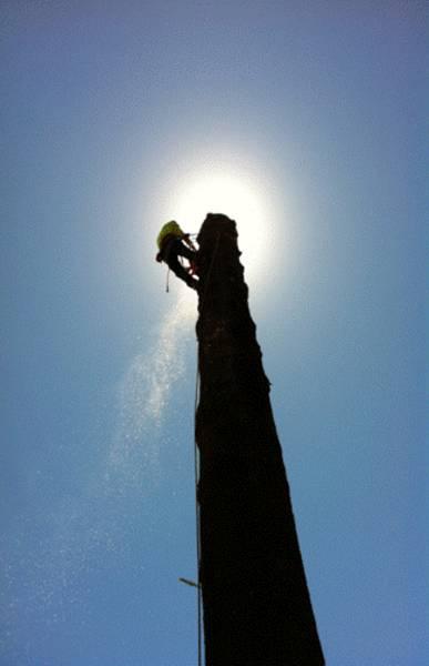 GSA Arborcare
