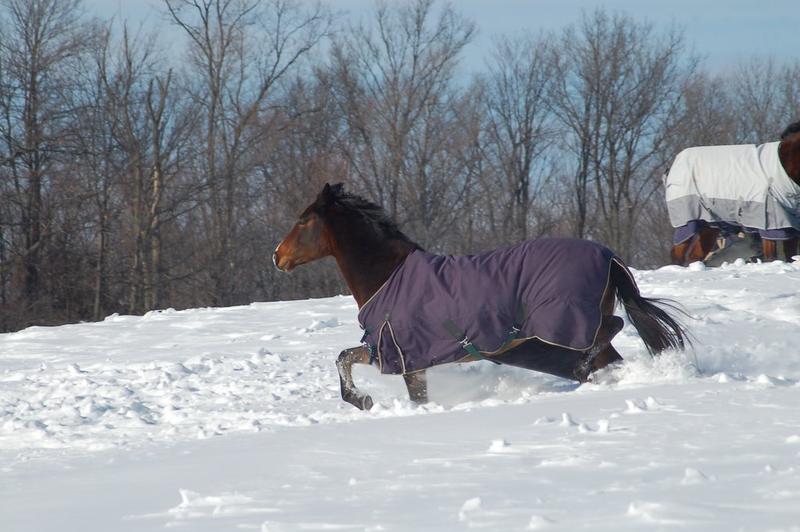 Ace Saddlery Pty Ltd