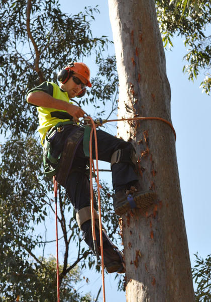 North Brisbane Trees