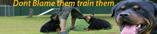 Sydney Dog Training Centre