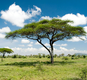 Specialised Tree Service & Stump Removal