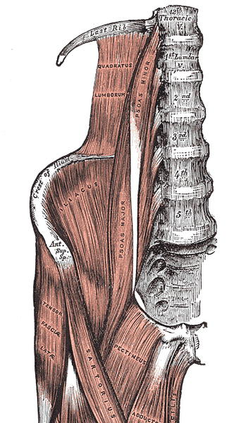 Physiotherapy Associates