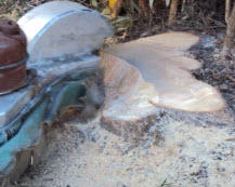  All Access Stump Grinding