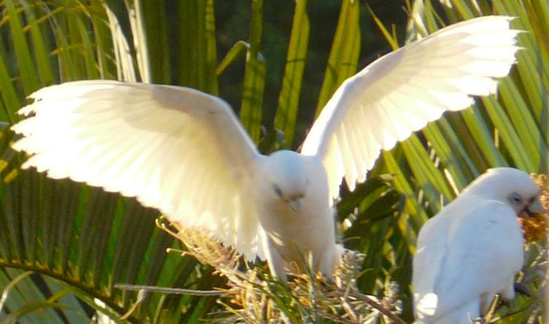 My Holistic Medicine: Banora Point logo