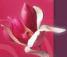 Petals in Bloom logo