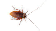 Copley Pest Solutions