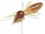 TNT Pest Inspections