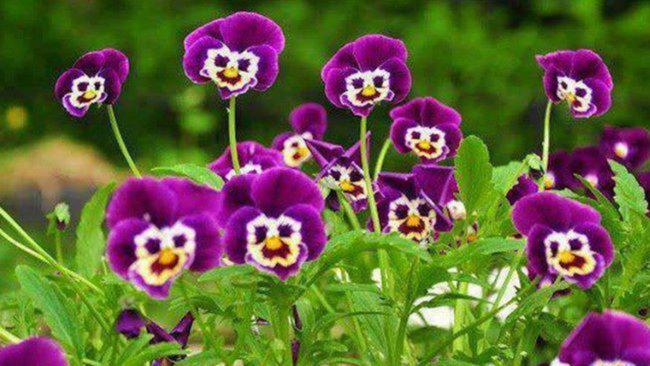 Natures Soul Essences