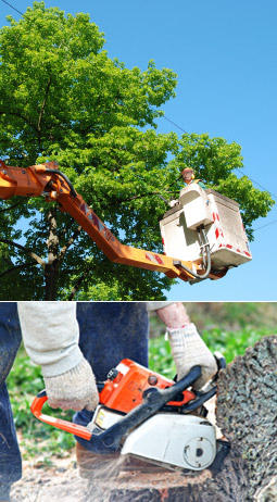 Peninsula Tree Professionals