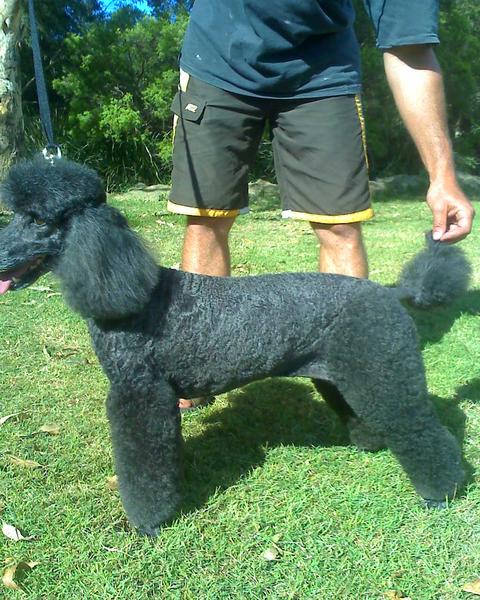 Stylinup Dog Grooming