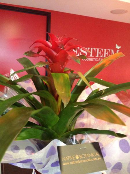 Esteem Cosmetic Studio: Sydney