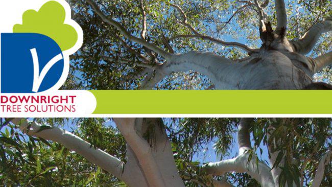 Downright Tree Solutions