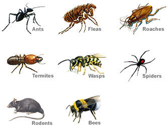 Civic Pest Management