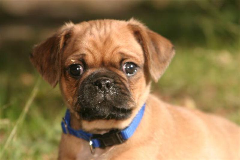 ACA Breeders Kennels
