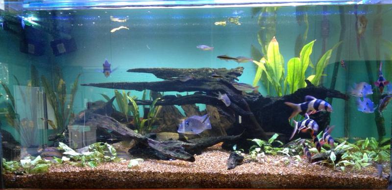 Boronia Aquarium & Reptiles
