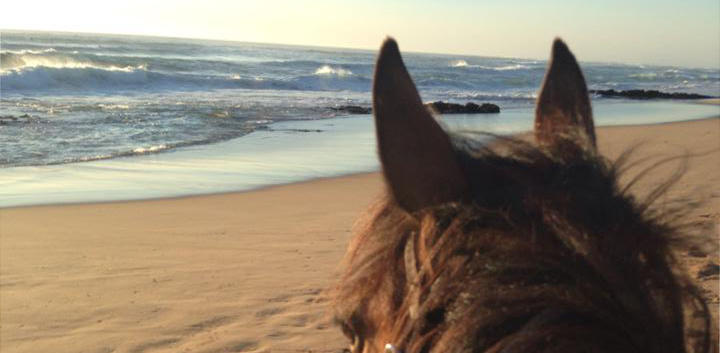 Boneo Horse Ranch
