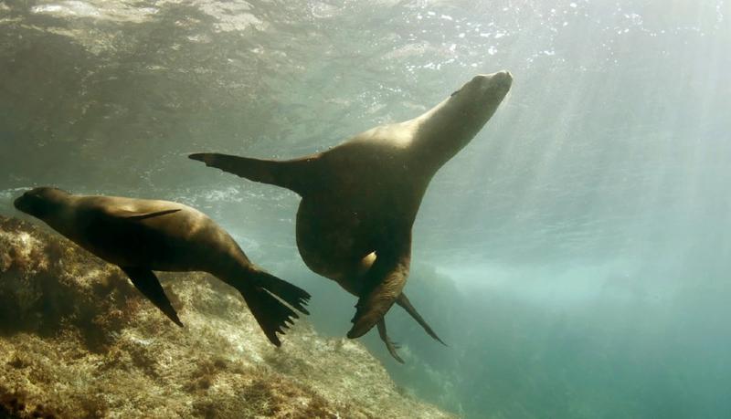 Phillip Island Tours Australia