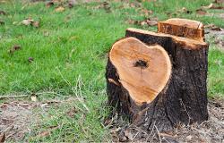 All Trees Tree Lopping