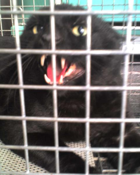 Nq Animal Control Services