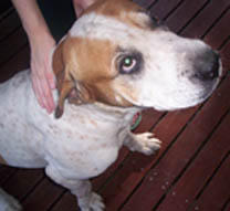 Bribie Island Pet Sitting