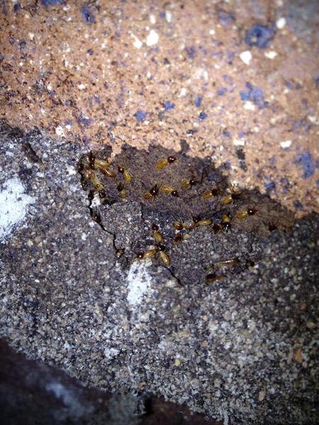 Boss Termites