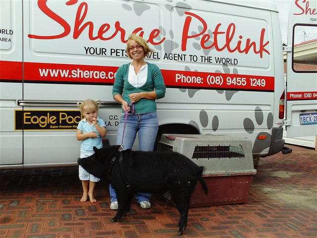 Sherae Petlink