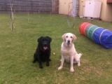 Bex Pet Sitting Boarding and Training