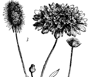 Wildflower Leather