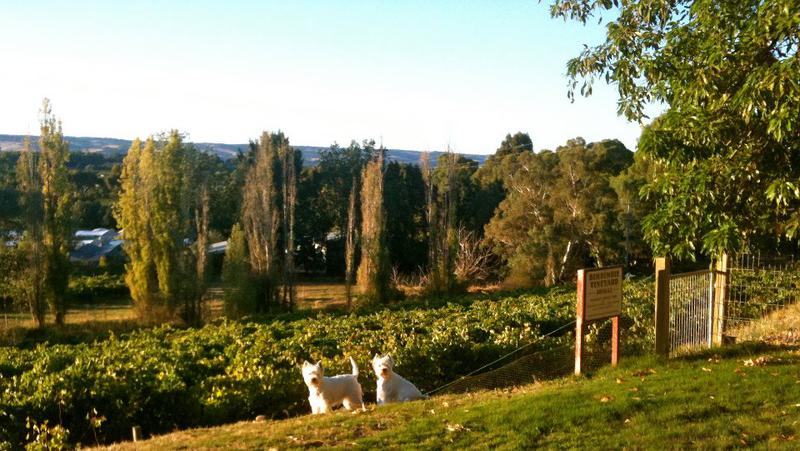 Maximus Wines Australia